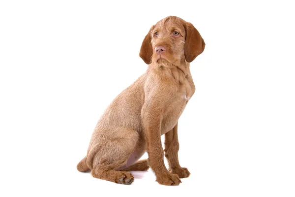 Ruwharige Vizsla (Hongaarse ruwharige Vizsla) puppy — Stockfoto