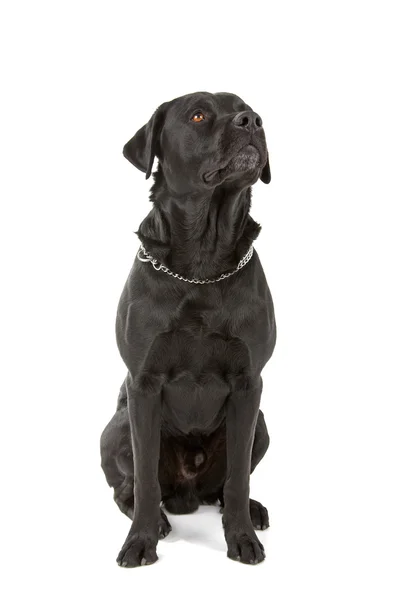Black labrador retriever dog — Stock Photo, Image