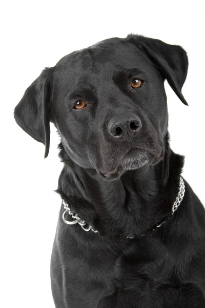 Czarny pies labrador retriever — Zdjęcie stockowe