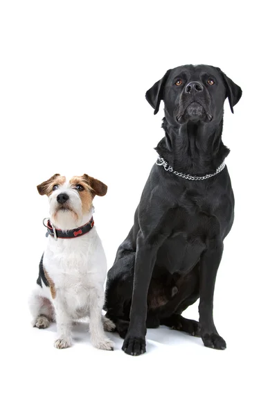 Jack russel terrier och labrador — Stockfoto