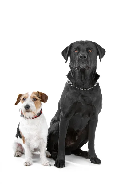 Jack russel terrier and labrador — Stock Photo, Image