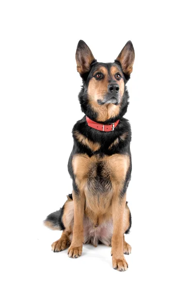 Deutscher Schäferhund sitzt — Stockfoto