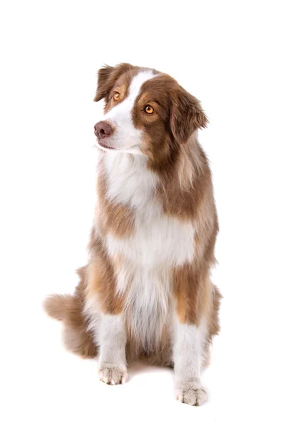 Marrón y blanco borde collie perro — Foto de Stock