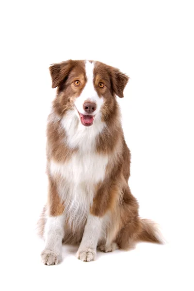 Brown e branco fronteira collie cão — Fotografia de Stock