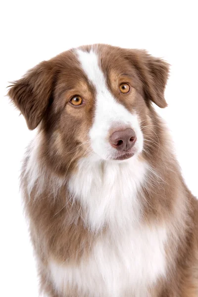 Marrón y blanco borde collie perro — Foto de Stock