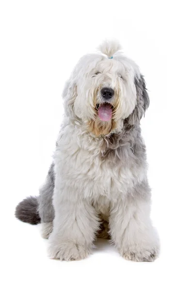 Old english sheepdog (stubbsvans) — Stockfoto