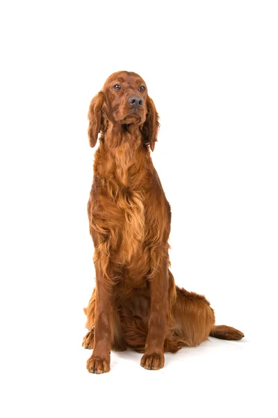 Setter irlandés — Foto de Stock