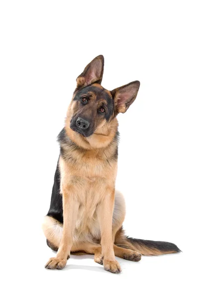 Deutscher Schäferhund — Stockfoto