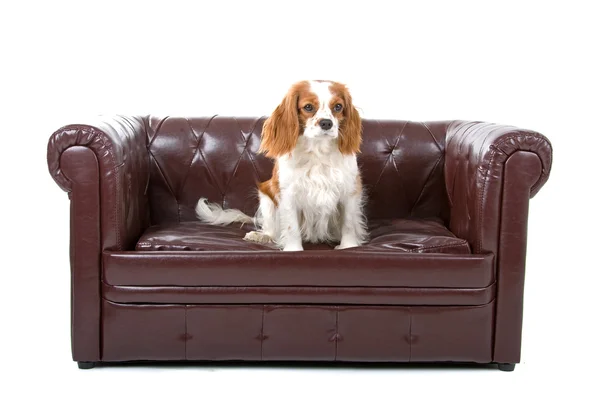 Cavalier King Charles Spaniel cane — Foto Stock