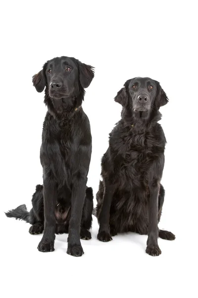 Δύο σκυλιά της επίπεδης – retriever με επικάλυψη (flatcoat, flattie) — Φωτογραφία Αρχείου