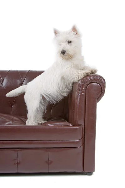 West Highland terrier bianco — Foto Stock