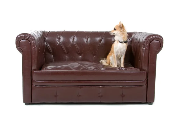 Chihuahua dog sitting on a couch — Stock Photo, Image