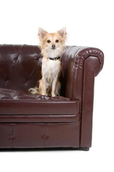 Pies Chihuahua, siedząc na kanapie — Zdjęcie stockowe
