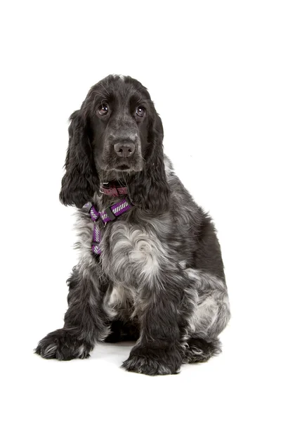 Чорно-сірий кокер спанієль собака — стокове фото