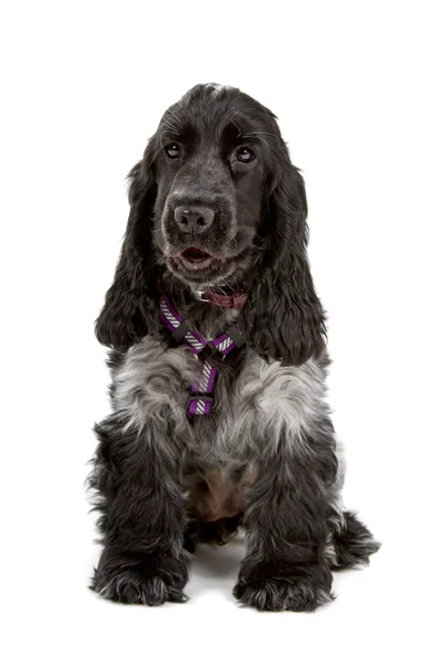 Kokršpaněl černý a šedý pes — Stock fotografie