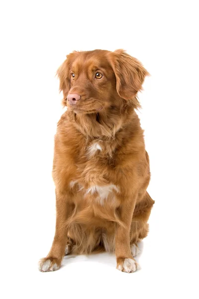 Nova scotia duck-tol retriever — Stockfoto