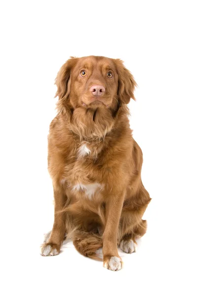 Nova Scotia Duck-Tolling Retriever — Stock Photo, Image