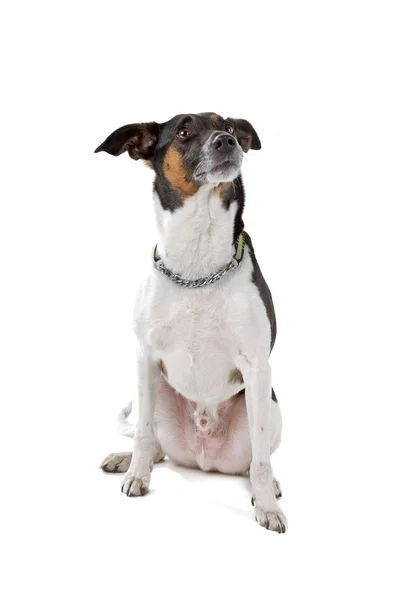 Fuchs-Terrier-Hund sitzt — Stockfoto