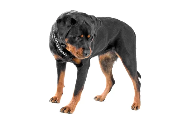 Psa Rottweiler — Zdjęcie stockowe