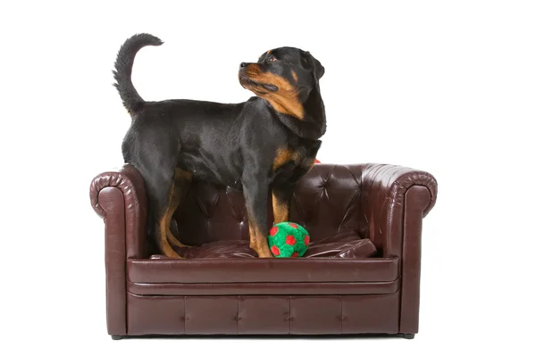 Rottweiler perro y una pelota — Foto de Stock