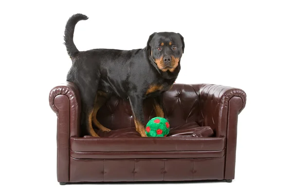 Rottweiler dog and a ball — Stock Photo, Image