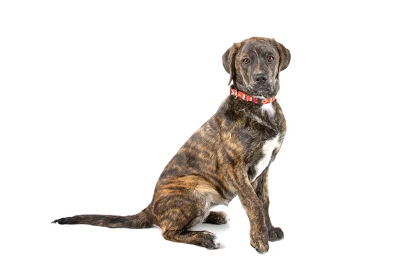 Mixed breed dog — Stock Photo, Image