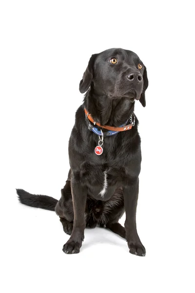 Black labrador retriever dog — Stock Photo, Image