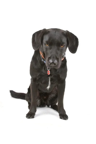Zwarte labrador retriever hond — Stockfoto