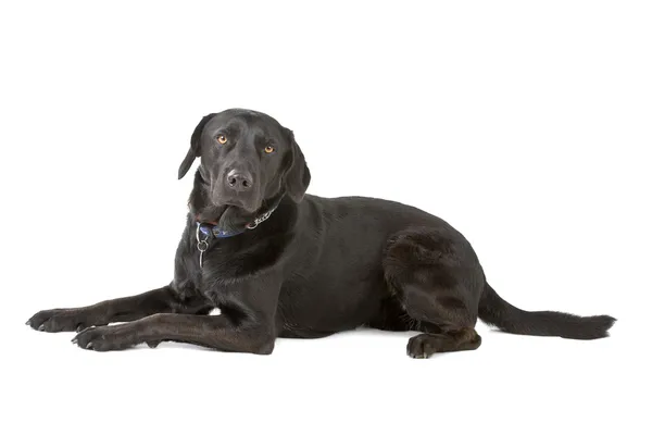 Černý labrador retrívr pes — Stock fotografie