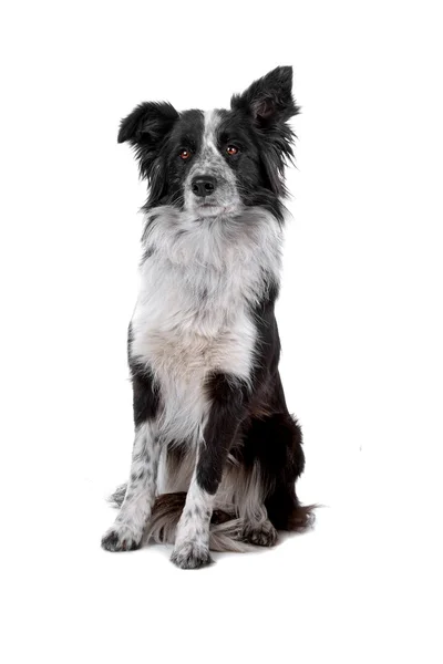 Zwarte en witte rand collie hond — Stockfoto