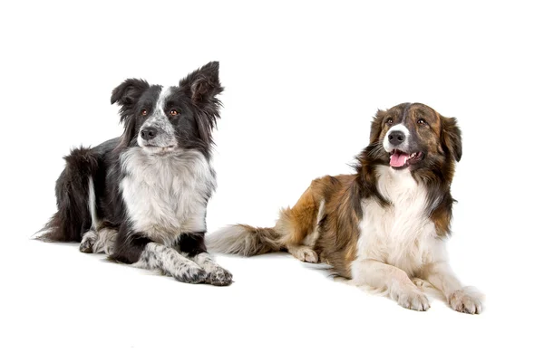 Dois cães collie fronteira — Fotografia de Stock