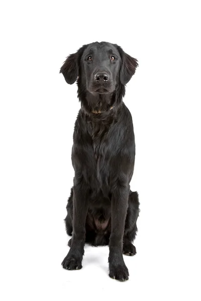 Flat-coated retriever — Stockfoto