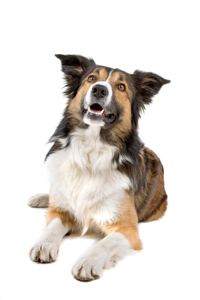 Border Collie Schäferhund — Stockfoto