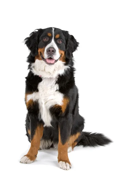 Bernese Mountain Dog — Stock Photo, Image