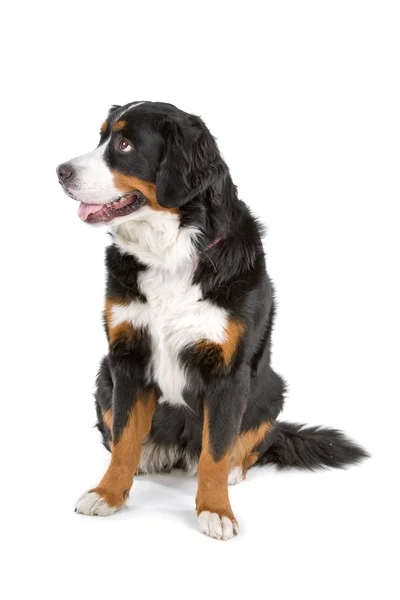 Bernese perro de montaña — Foto de Stock