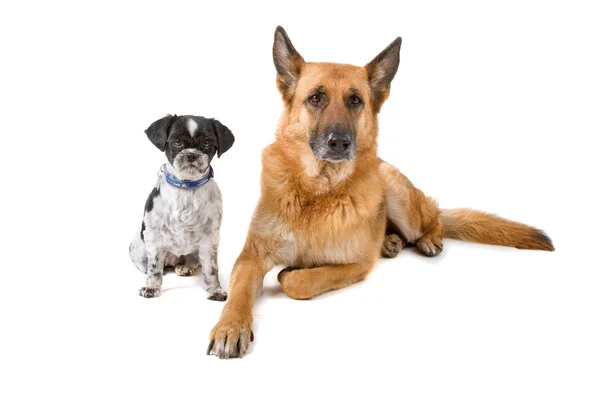 Shih tzu e um pastor alemão — Fotografia de Stock