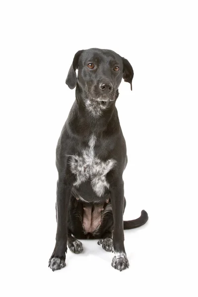 Misto raça preto cão — Fotografia de Stock