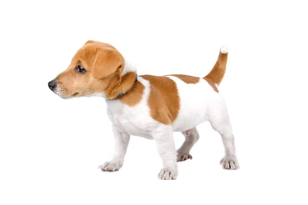 Beagle köpek yavrusu — Stok fotoğraf