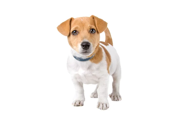 Beagle puppy — Stock Photo, Image