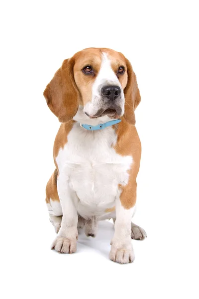 Beagle geïsoleerd — Stockfoto