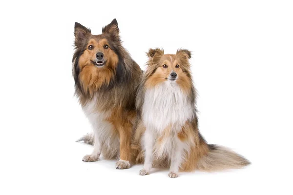 Zwei Shetland-Schäferhunde — Stockfoto