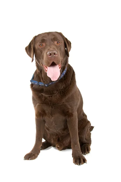 Шоколадний лабрадор ретриверний собака , — стокове фото