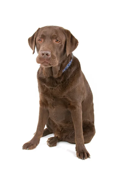 Čokoládový Labradorský retrívr pes, — Stock fotografie