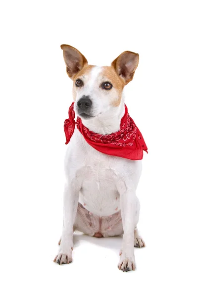 Jack Russel Terrier — Stockfoto