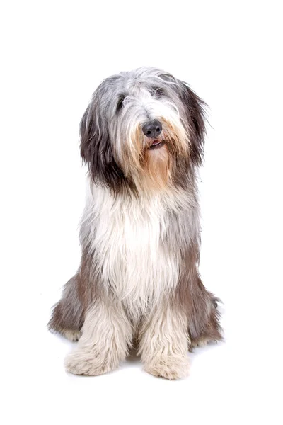 Ook bekend als highland collie Bearded collie — Stockfoto