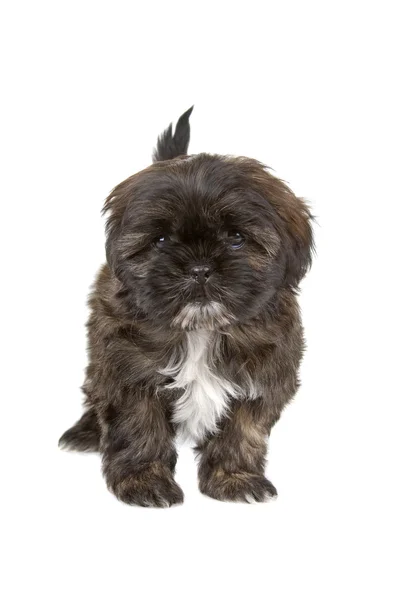 Zwart-wit shih tzu puppy — Stockfoto