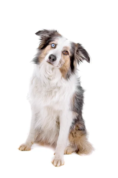 Frontera collie perro con diferentes ojos de color — Foto de Stock