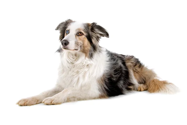 Border collie dog with different color eyes — Stock Photo, Image