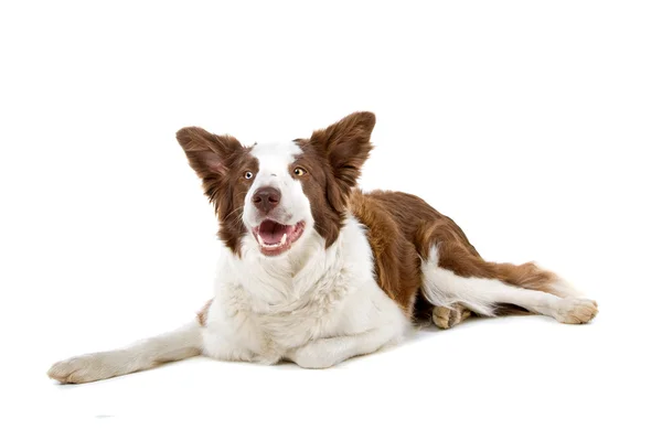 Border collie chien avec des yeux de couleur différente — Photo