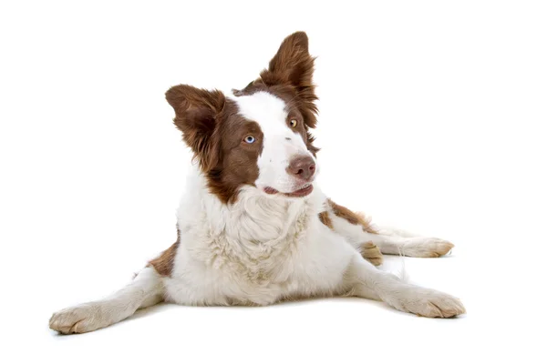 Kenar kömür ocağı köpek farklı renk gözlü — Stok fotoğraf